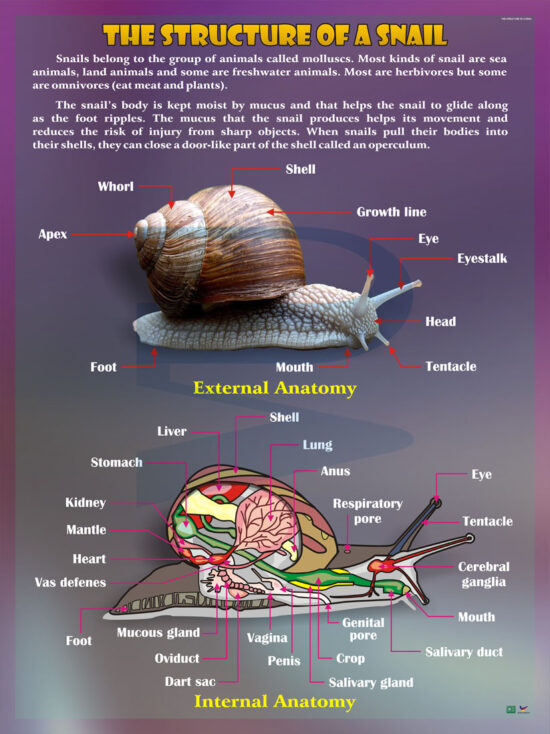 The Structure Of A Snail Progressive Scientific Sdn Bhd