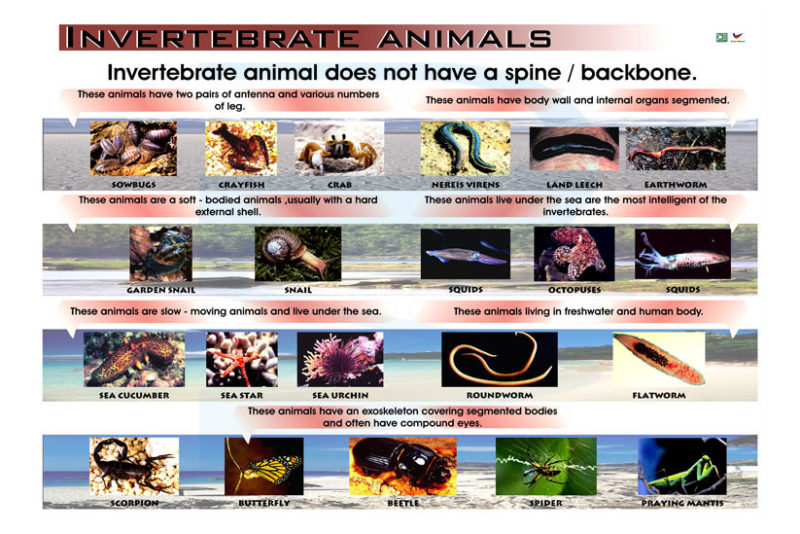 Invertebrate Animals - Progressive Scientific Sdn. Bhd.