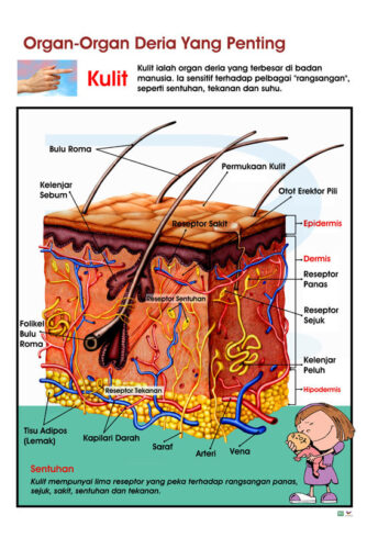 Organ-Organ Deria Yang Penting (Kulit) - Progressive Scientific Sdn. Bhd.