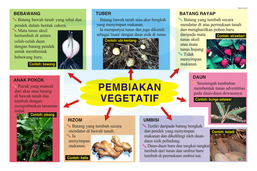 Pembiakan Vegetatif - Progressive Scientific Sdn. Bhd.