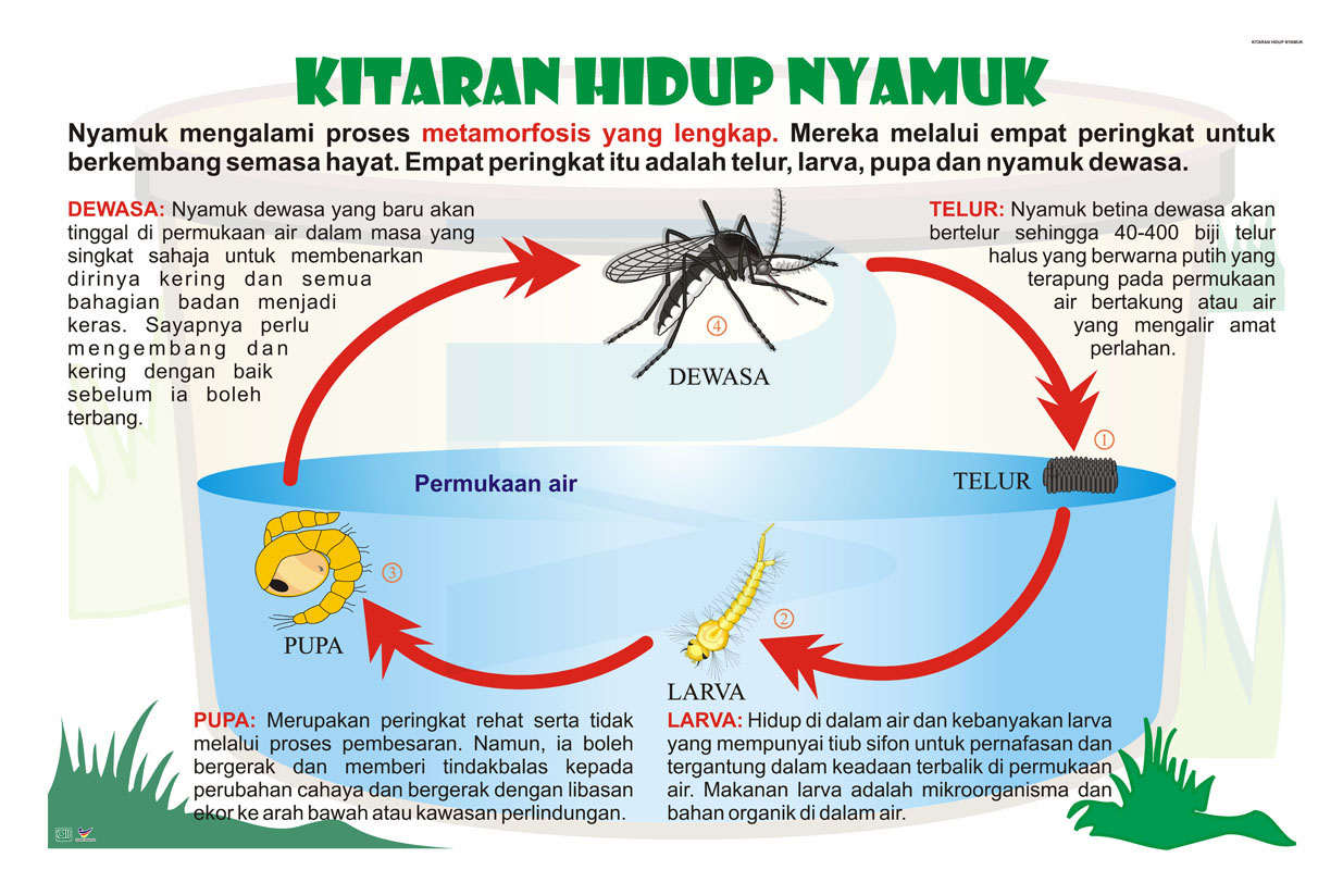 Kitaran Hidup Nyamuk Progressive Scientific Sdn Bhd