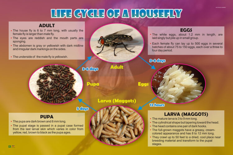 Life Cycle Of A Housefly Progressive Scientific Sdn Bhd 9503