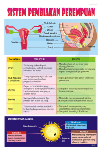 Sistem Pembiakan Perempuan - Progressive Scientific Sdn. Bhd.