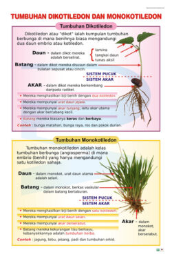 Tumbuhan Dikotiledon Dan Monokotiledon - Progressive Scientific Sdn. Bhd.