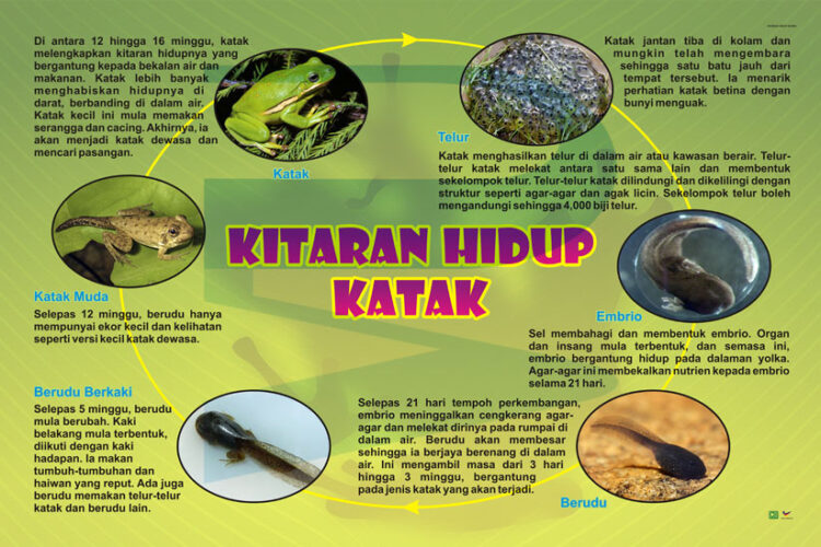 Kitaran Hidup Katak - Progressive Scientific Sdn. Bhd.