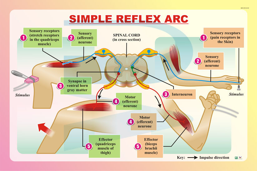 Simple Reflex Arc - Progressive Scientific Sdn. Bhd.