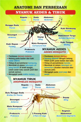 Anatomi Dan Perbezaan Nyamuk Aedes & Tiruk - Progressive Scientific Sdn ...