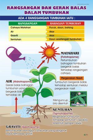Rangsangan Dan Gerakbalas Dalam Tumbuhan
