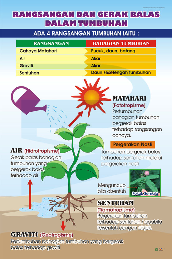 Rangsangan Dan Gerakbalas Dalam Tumbuhan